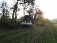  another early start to remove a windblown beech